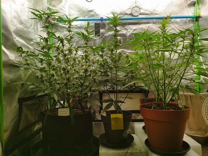 Zwei Cannabis-Pflanzen in einem Zelt, beide in der Blütephase. Die linke Pflanze ist kleiner und buschiger mit sichtbaren Blütenansätzen, während die rechte Pflanze größer und schlanker ist und ebenfalls Anzeichen der Blüte zeigt.