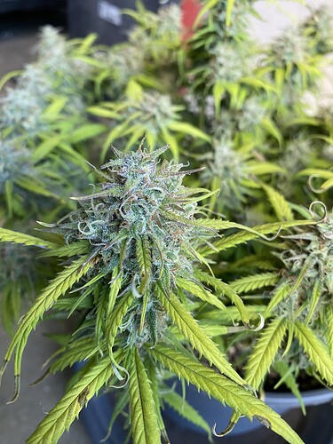 Growreport Bild 7