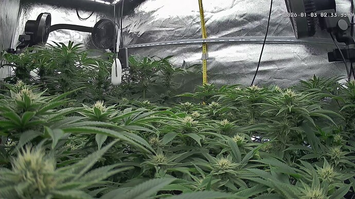 Growreport Bild 59