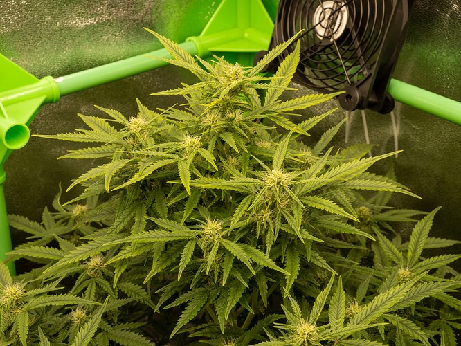 Growreport Bild 13