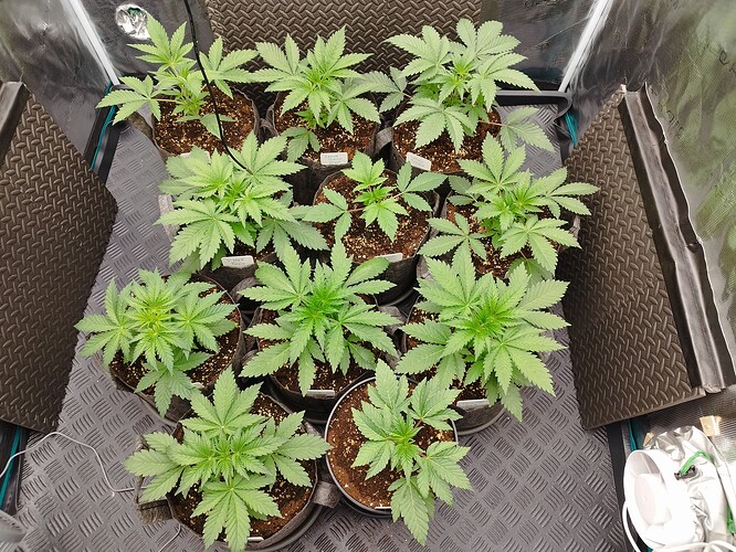 Growreport Bild 9