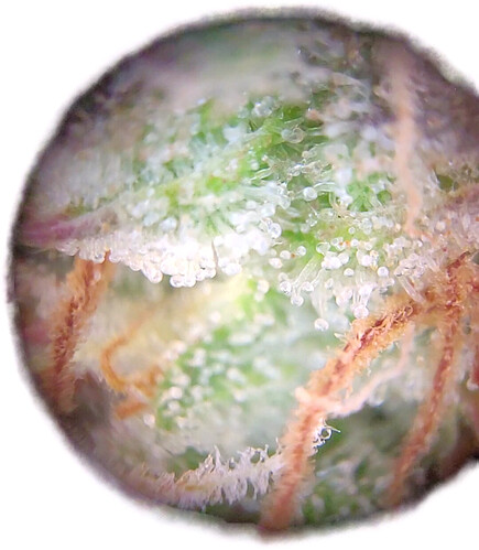 Growreport Bild 17
