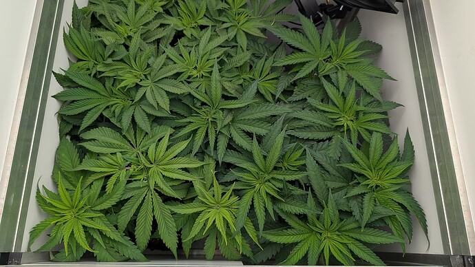Growreport Bild 7