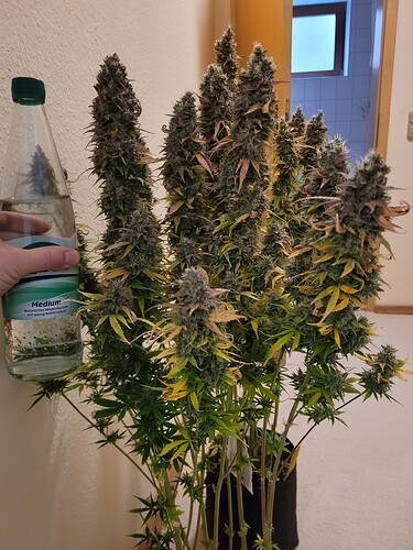 Growreport Bild 1