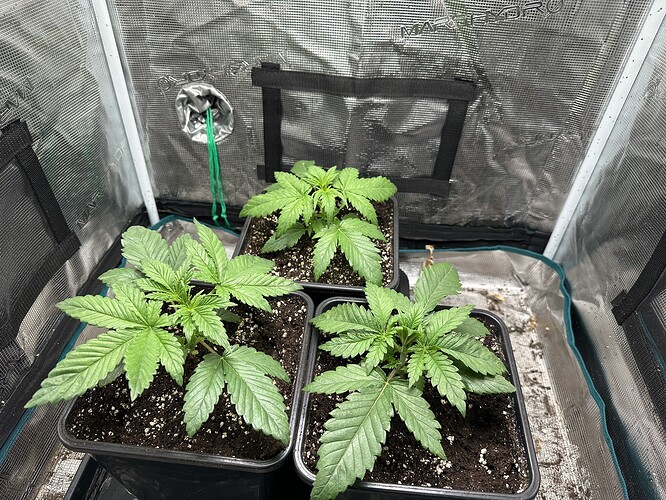 Growreport Bild 2