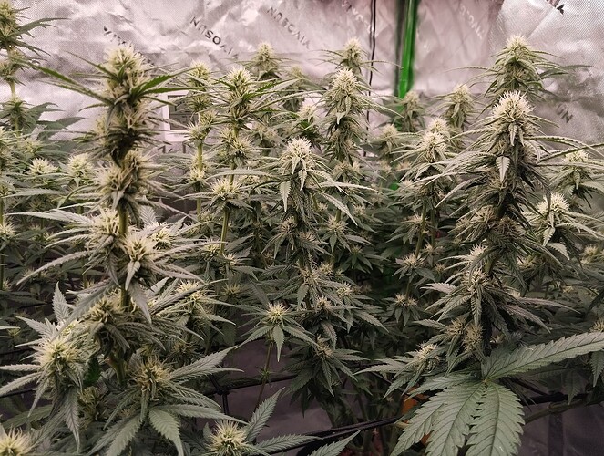 Growreport Bild 4