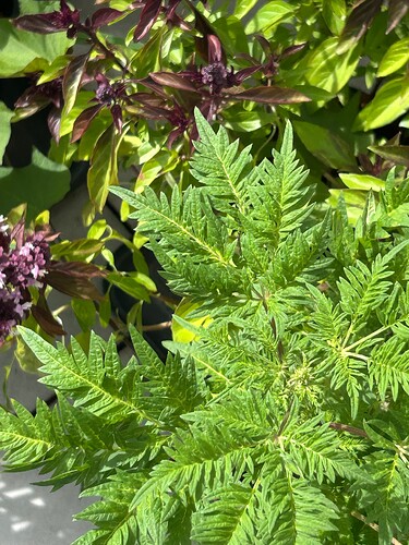 Growreport Bild 16