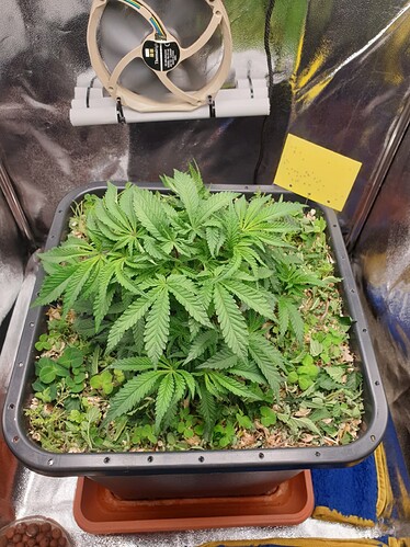 Ayahuasca Purple_1  18.12.2024