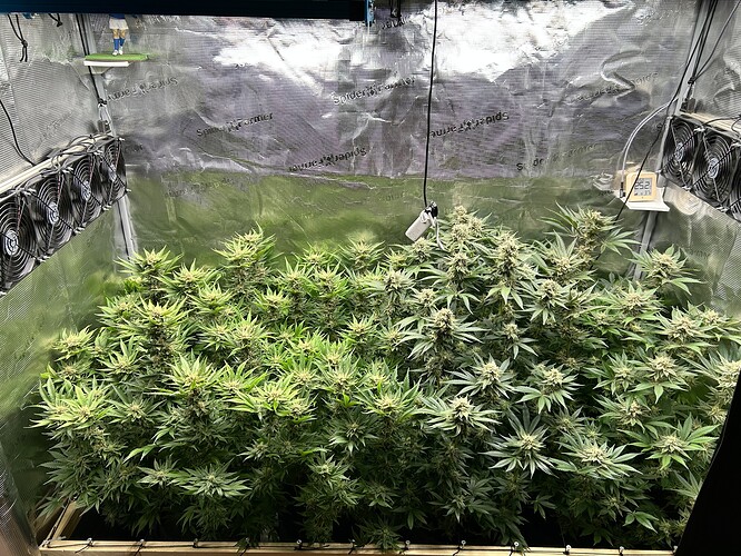 Mehrere blühende Cannabispflanzen in einem Growzelt, mit Lüftern und Beleuchtung.