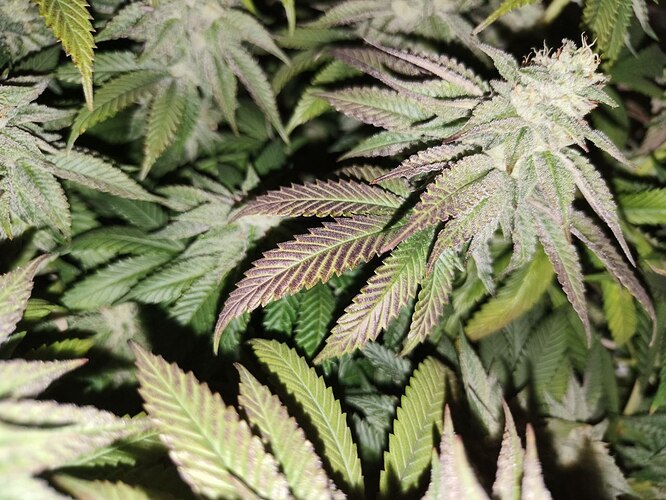 IMG_20240525_224042_516