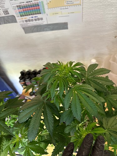 Growreport Bild 70