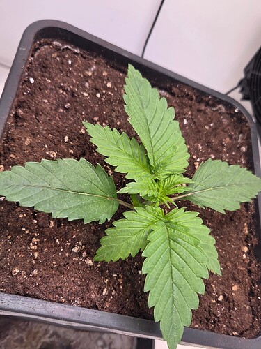 Growreport Bild 5