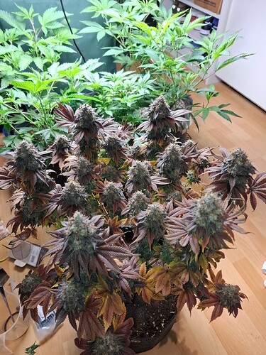 Growreport Bild 4