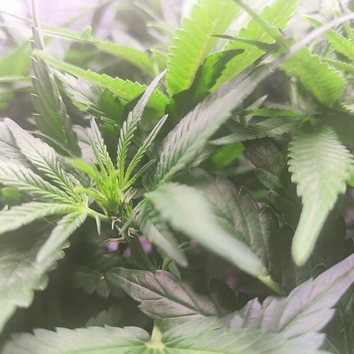 Growreport Bild 5