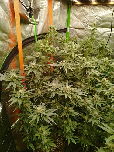 Mehrere blühende Cannabispflanzen in einem Zelt, mit sichtbaren Blütenständen und Blättern.