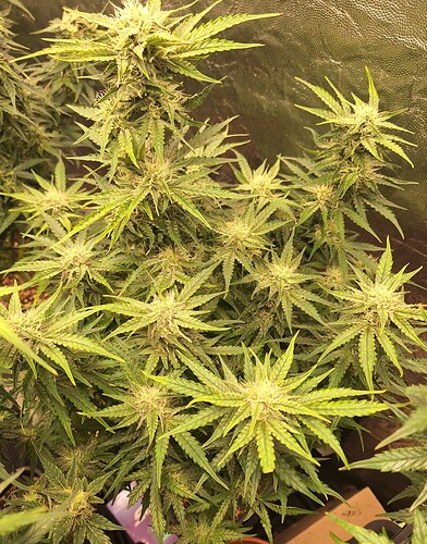 Growreport Bild 19