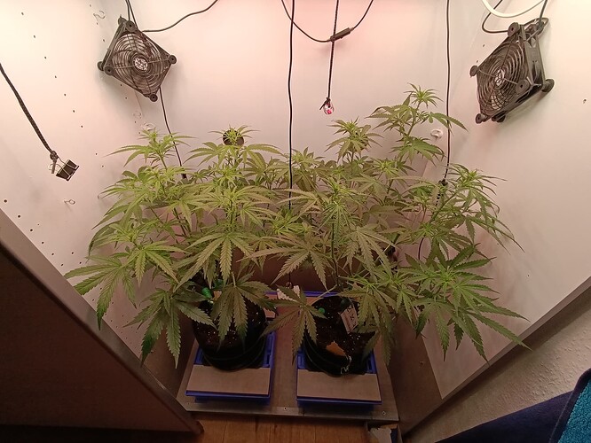 Growreport Bild 41