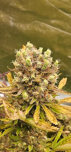 Growreport Bild 18