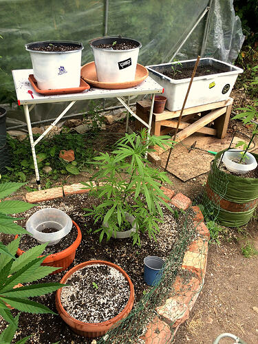 Grow26071309