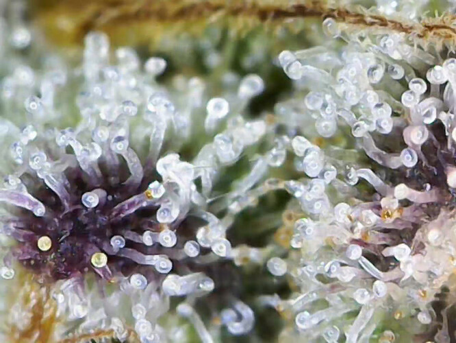 cap_2f4c1369b8e32ccd12d45986cd978a11_00_02_03_05