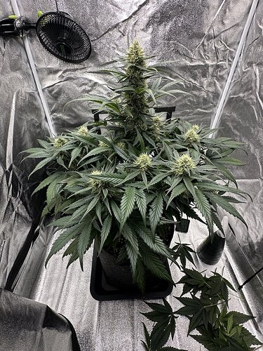 signal-2024-08-23-205440_002