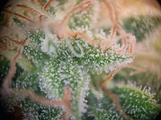 Growreport Bild 2