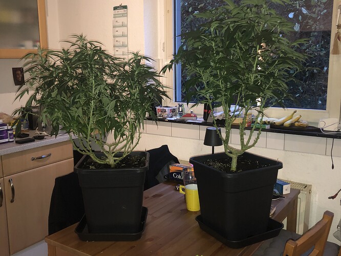 Growreport Bild 18