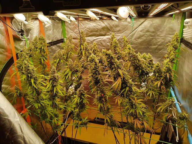 Mehrere reife Cannabispflanzen mit dichten Blütenständen in einer Growbox unter LED-Beleuchtung.