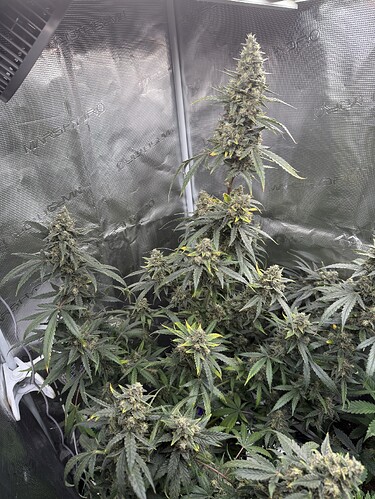 Growreport Bild 1