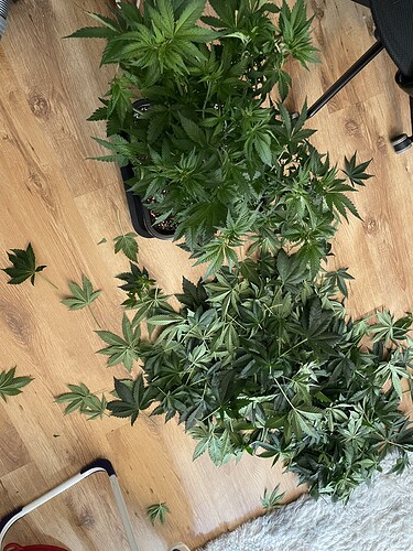 Growreport Bild 3