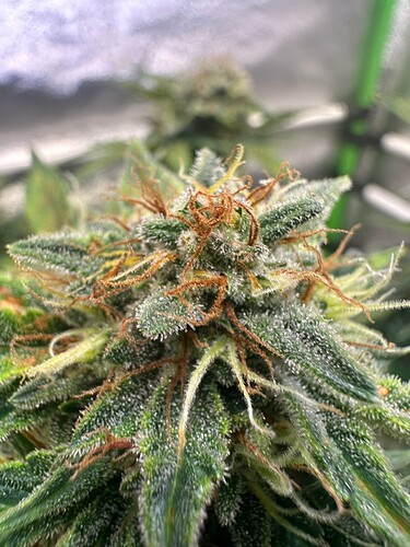 Growreport Bild 15