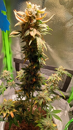 Growreport Bild 4