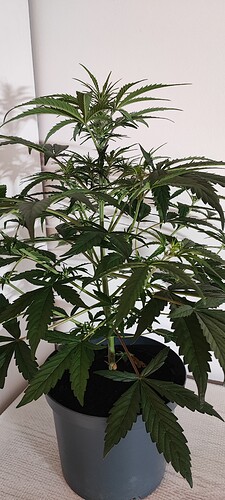 Growreport Bild 5