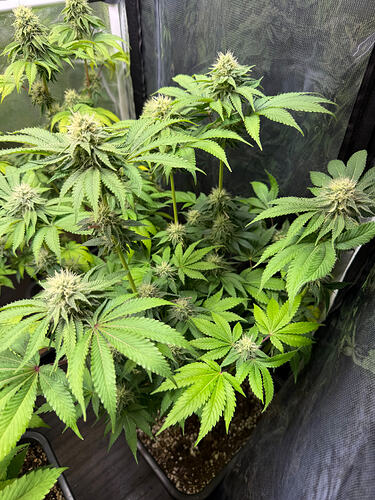 Growreport Bild 16