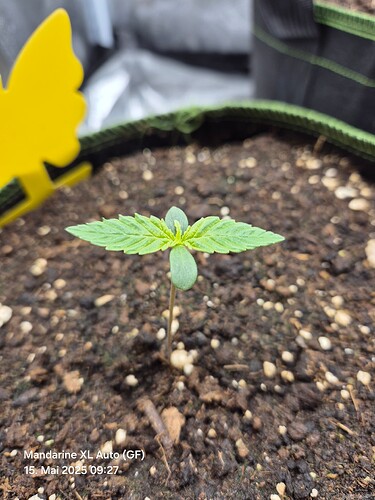 Growreport Bild 1