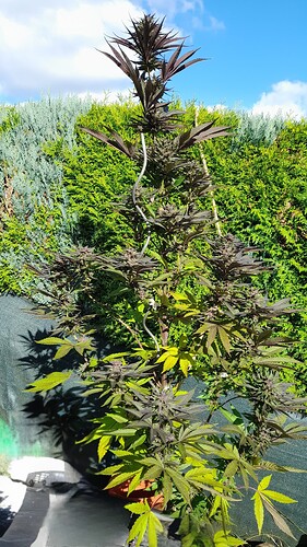 Purple Tangie Fast 23.9.25