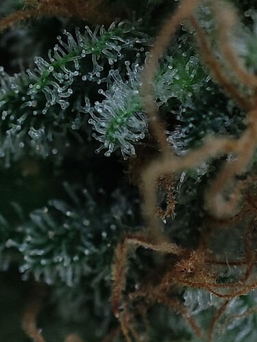 Growreport Bild 103