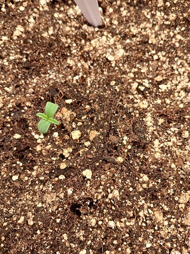 Growreport Bild 6