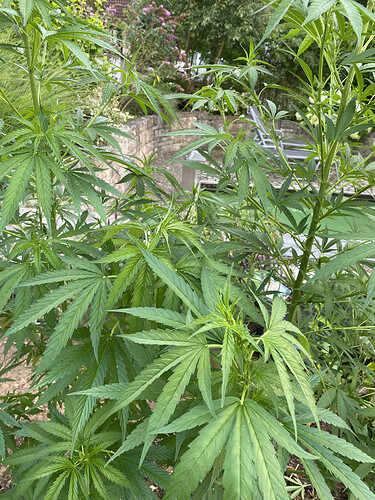 Special Kush 2.HEIC
