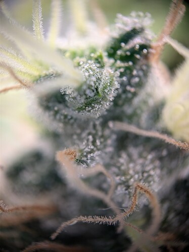 AGC_20240808_193007209.jpg_compressed