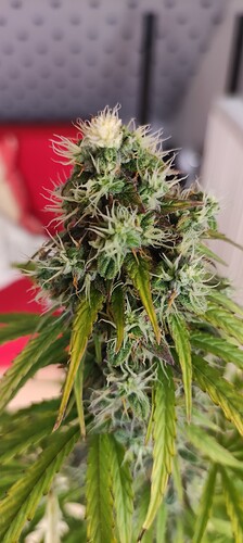 Growreport Bild 17
