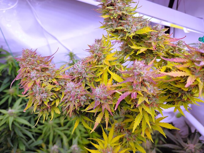 Growreport Bild 27
