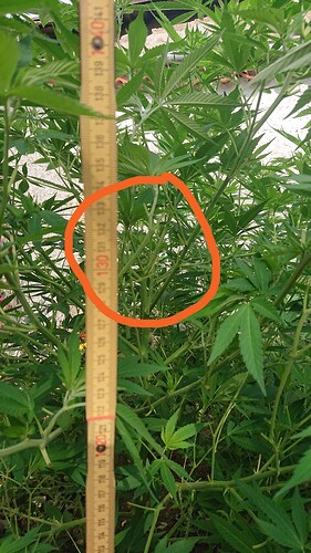 Growreport Bild 21