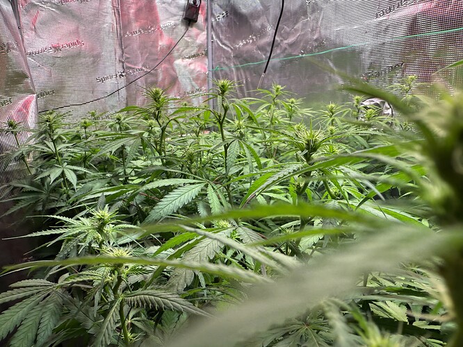 Growreport Bild 58