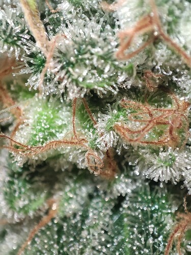 Growreport Bild 45