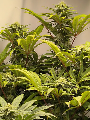 Growreport Bild 4