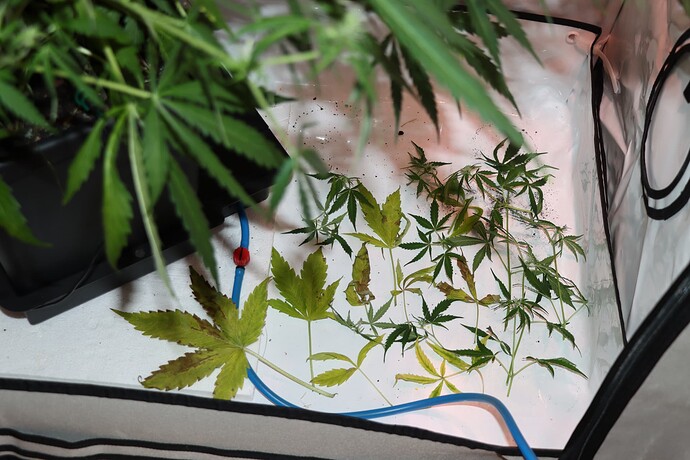 Growreport Bild 3