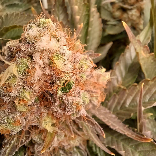 Growreport Bild 1