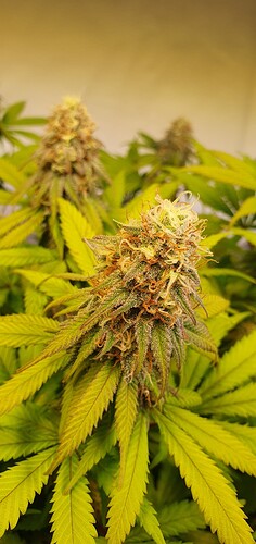 Growreport Bild 4