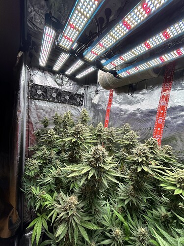 Mehrere blühende Cannabis-Pflanzen in einem Growzelt unter LED-Beleuchtung.
